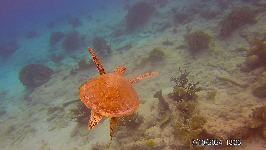 Bonaire