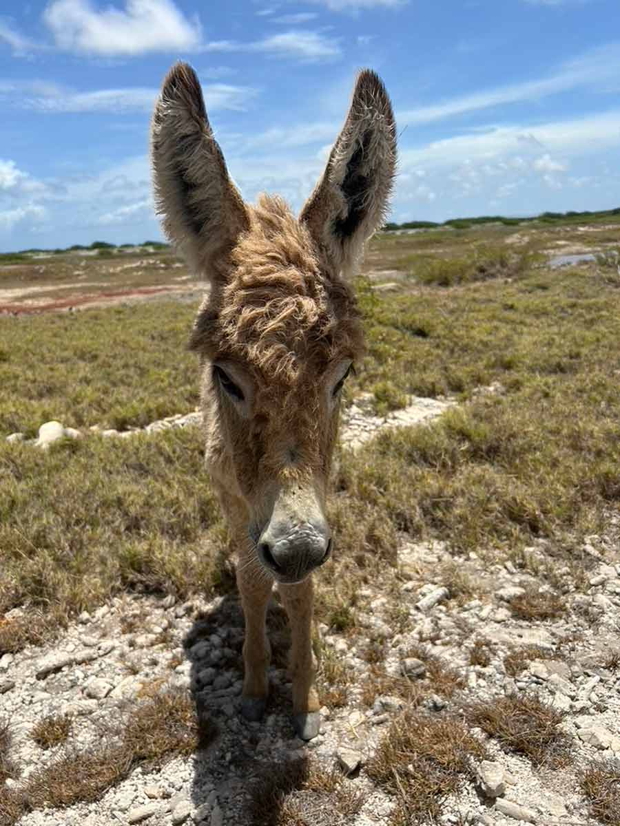 Bonaire